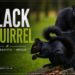 black squirrel